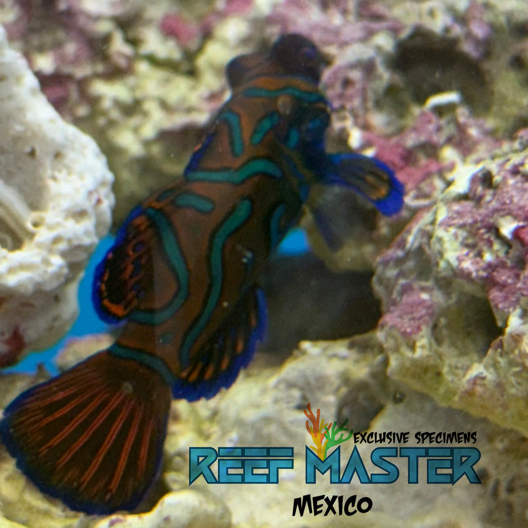 gobio mandarin