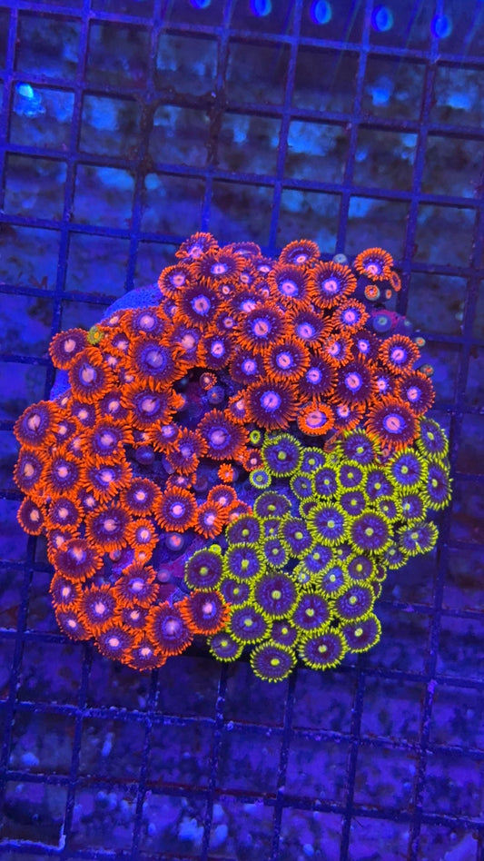 colonia zoa 2