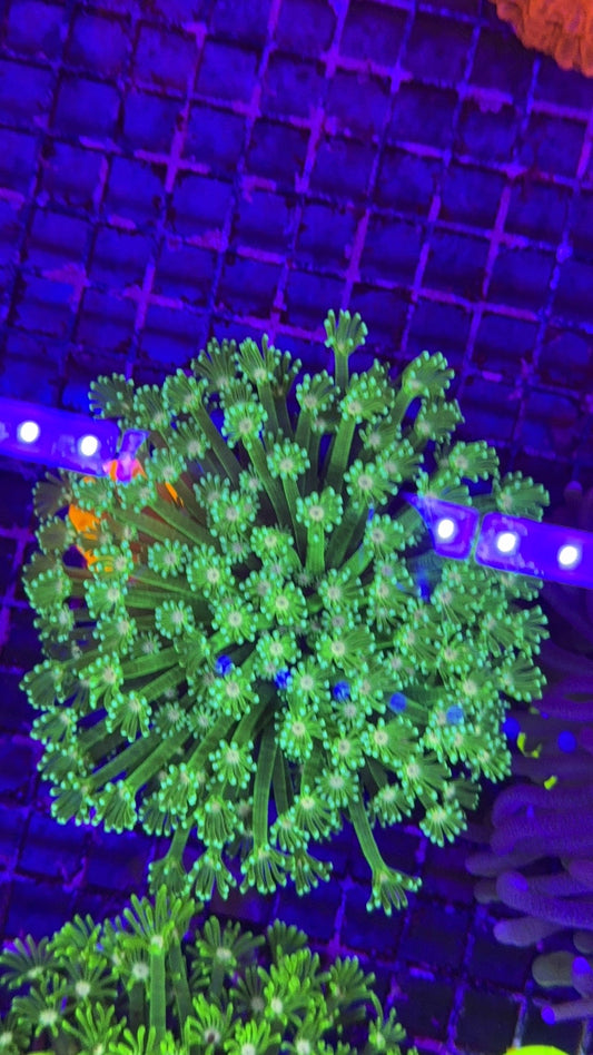 alveopora neon 9