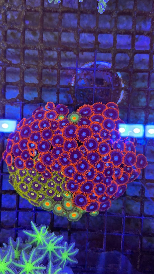 colonia zoa 3