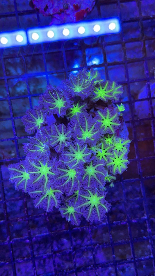 colonia clavularia 1