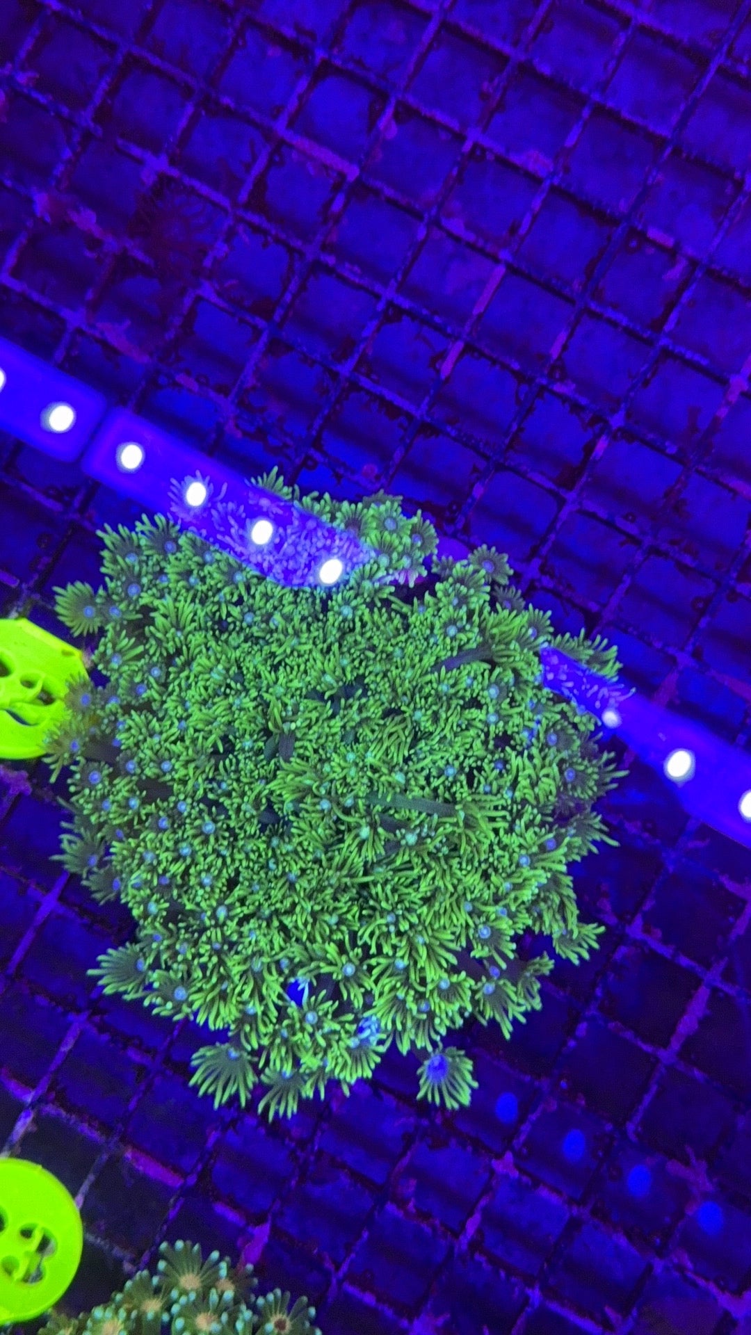 alveopora neon 10