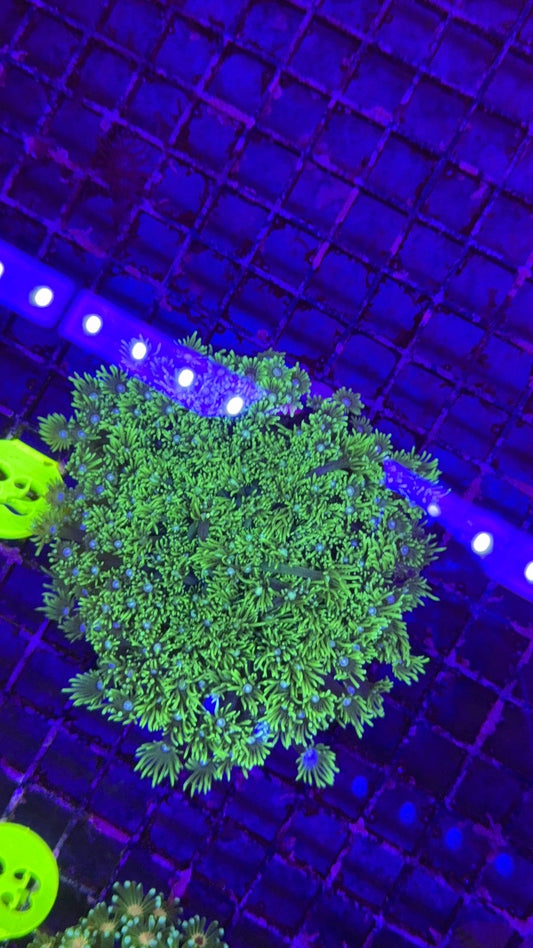 alveopora neon 10