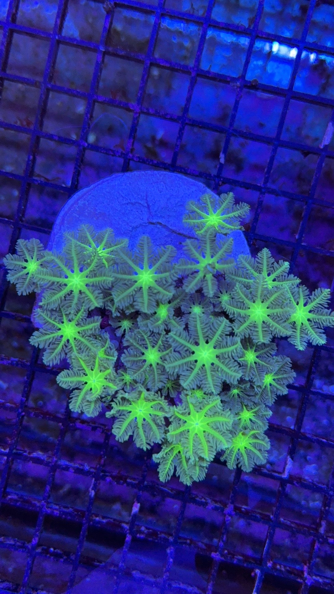 colonia clavularia 2