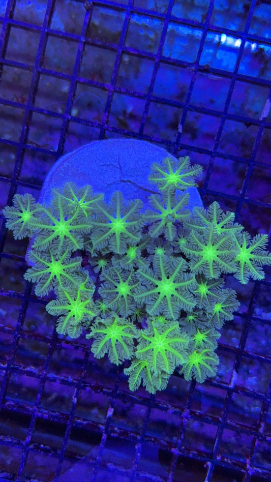 colonia clavularia 2