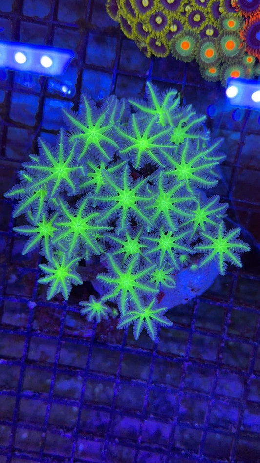 colonia clavularia 3