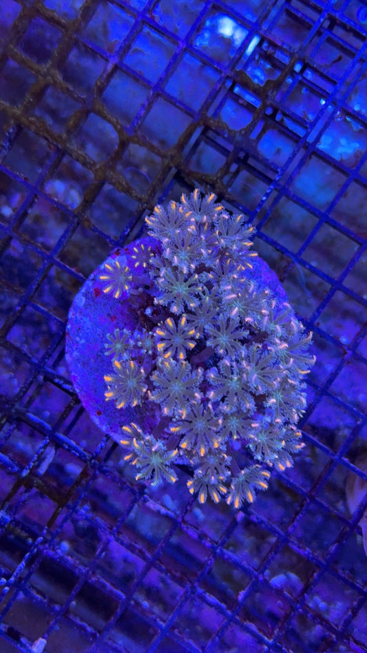 colonia clavularia 4