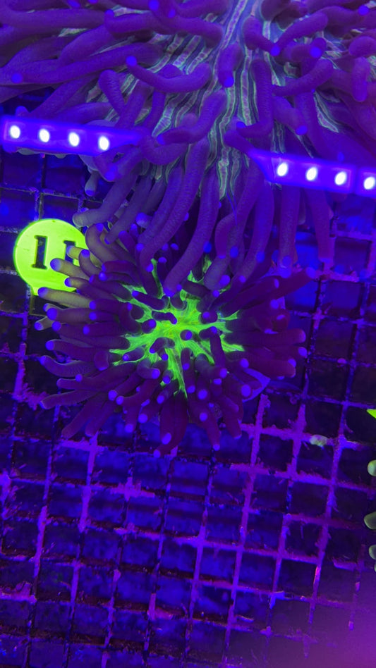 heliofungia 5