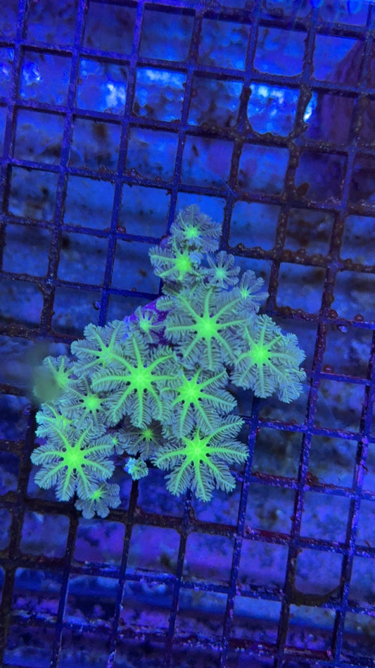 colonia clavularia 6