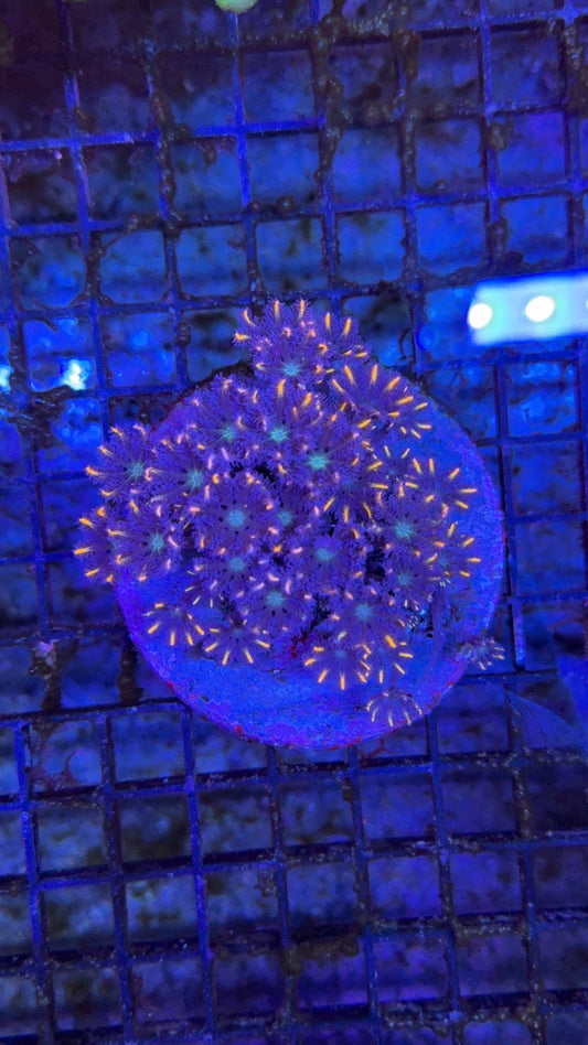 colonia clavularia 7