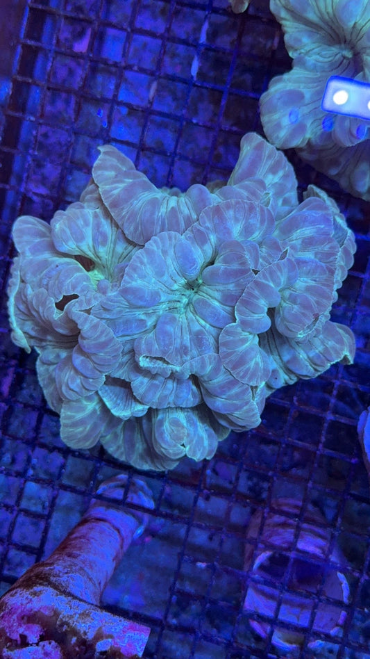 fox coral 1