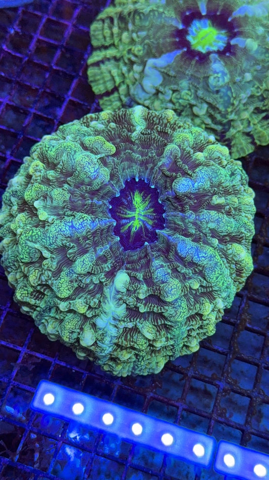 indophyllia 1