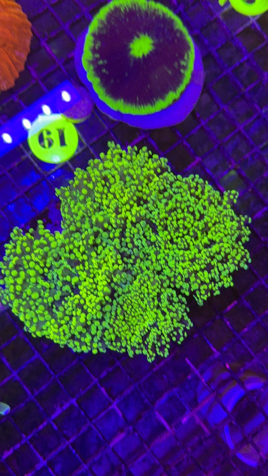 octospawn neon colonia 1