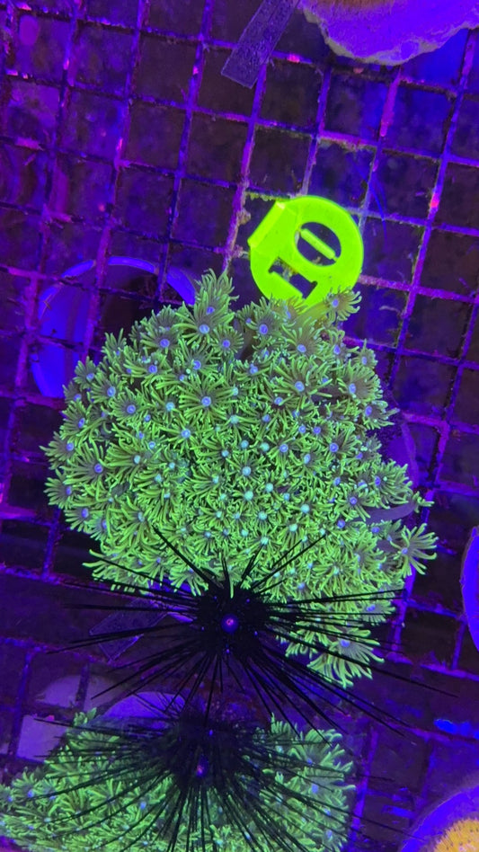 goniopora colonia