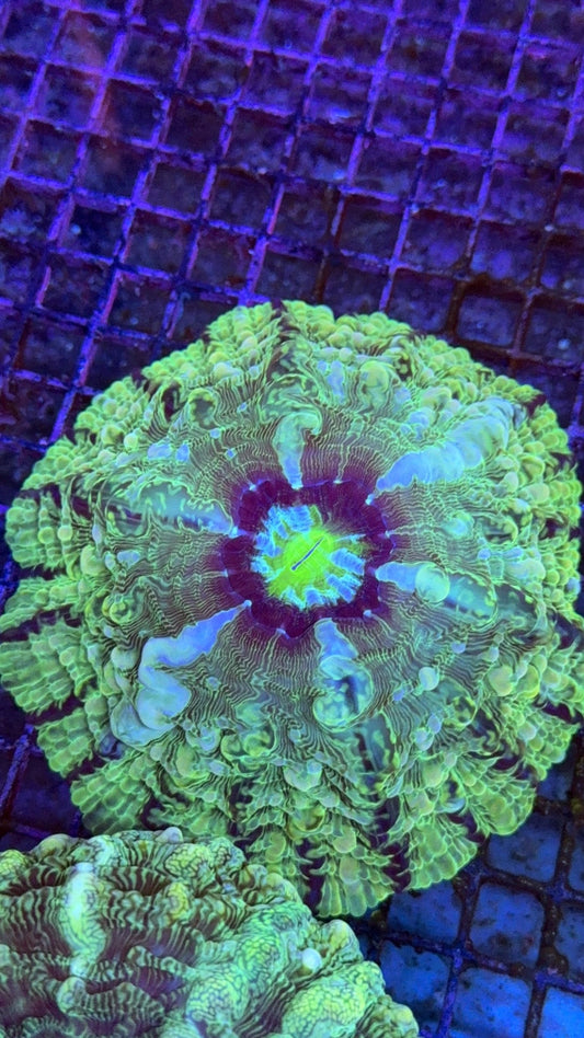 indophyllia 2