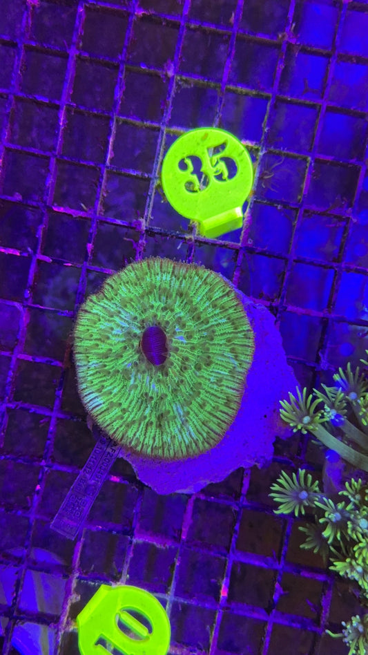 fungia green 1