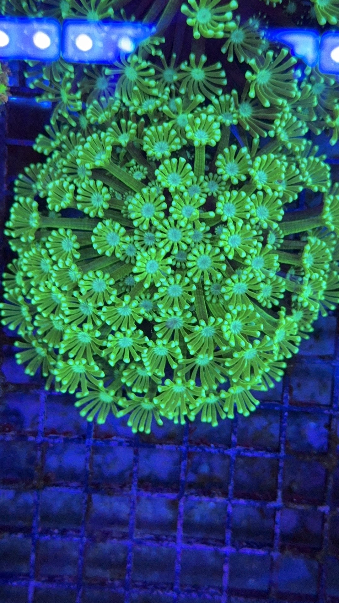 alveopora neon 21