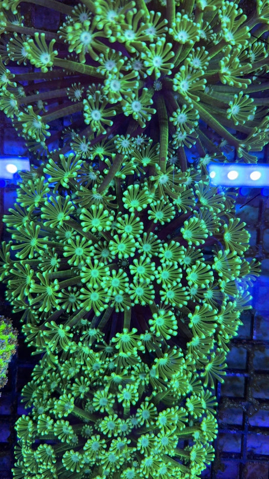 alveopora neon 22