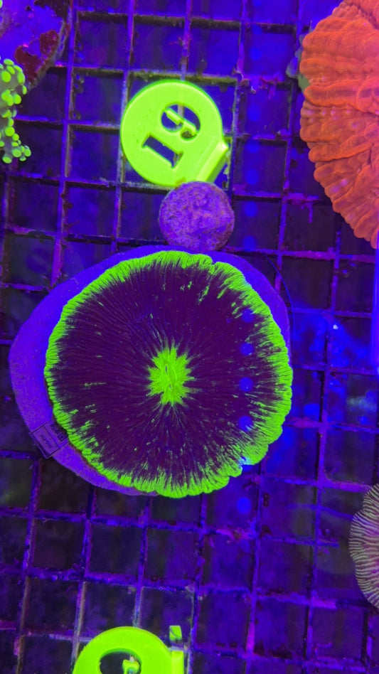fungia green 2