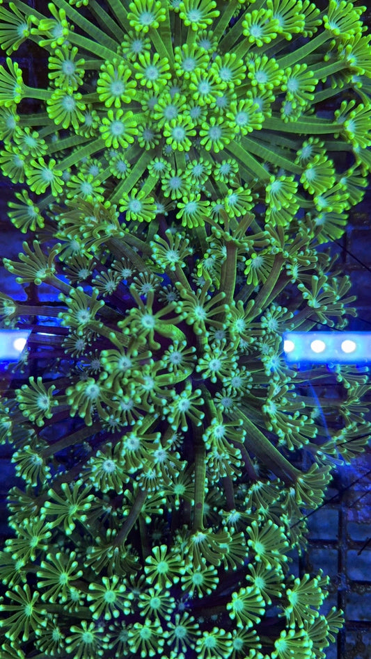 alveopora neon 23