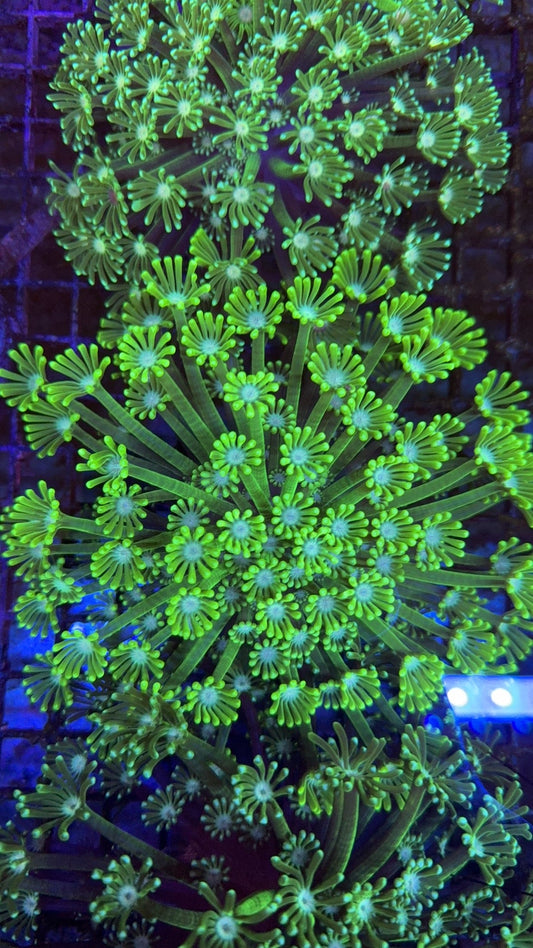alveopora neon 24