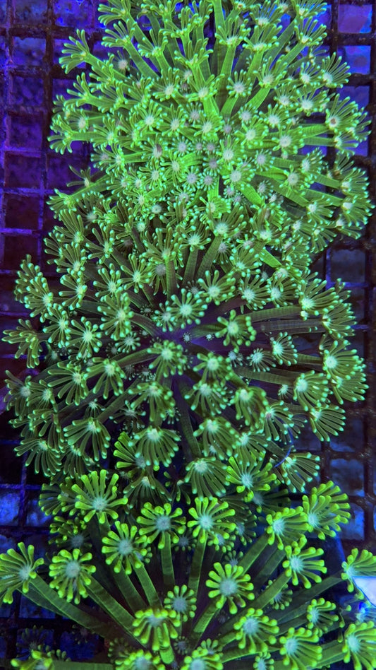 alveopora neon 25