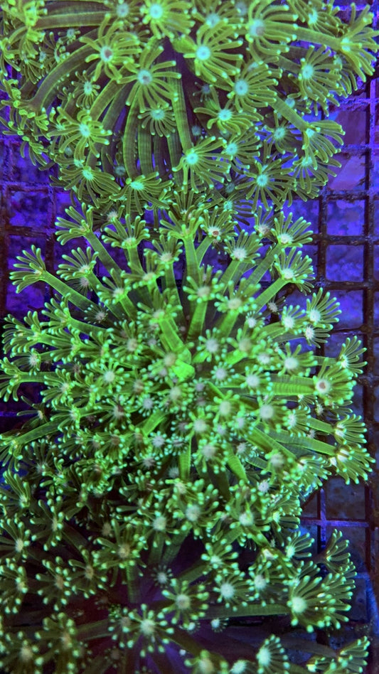 alveopora neon 26