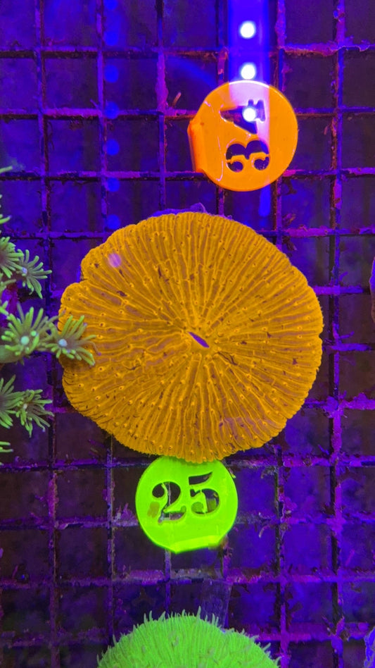 fungia orange 2
