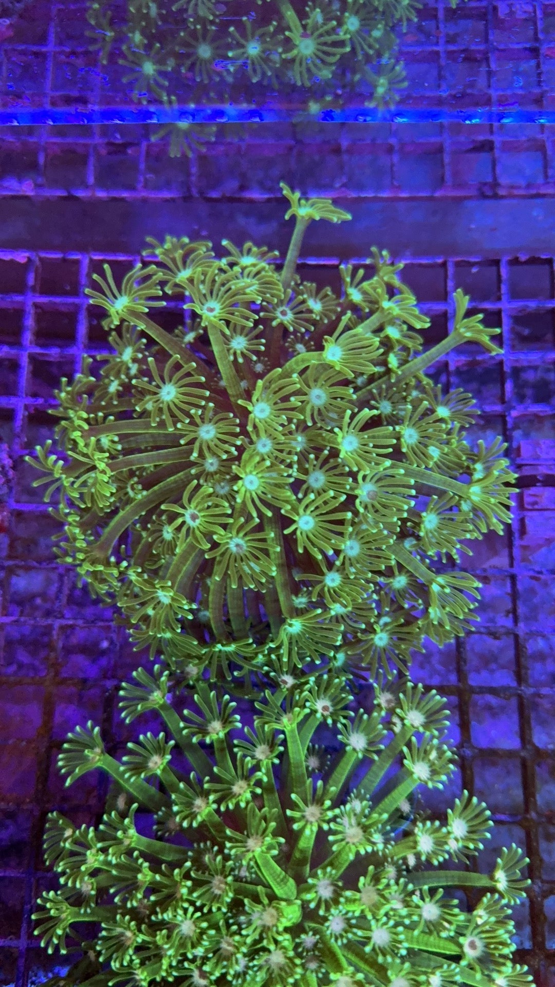 alveopora neon 27