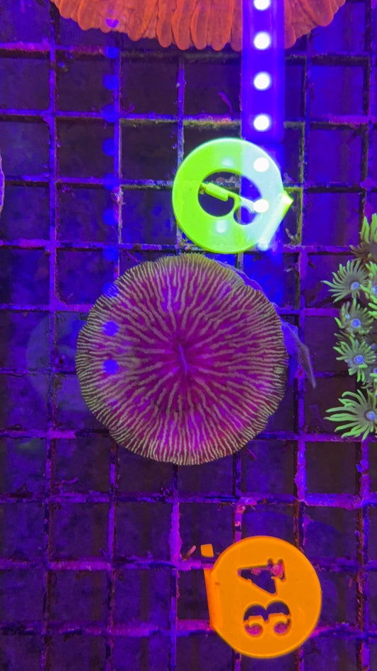 fungia green 4