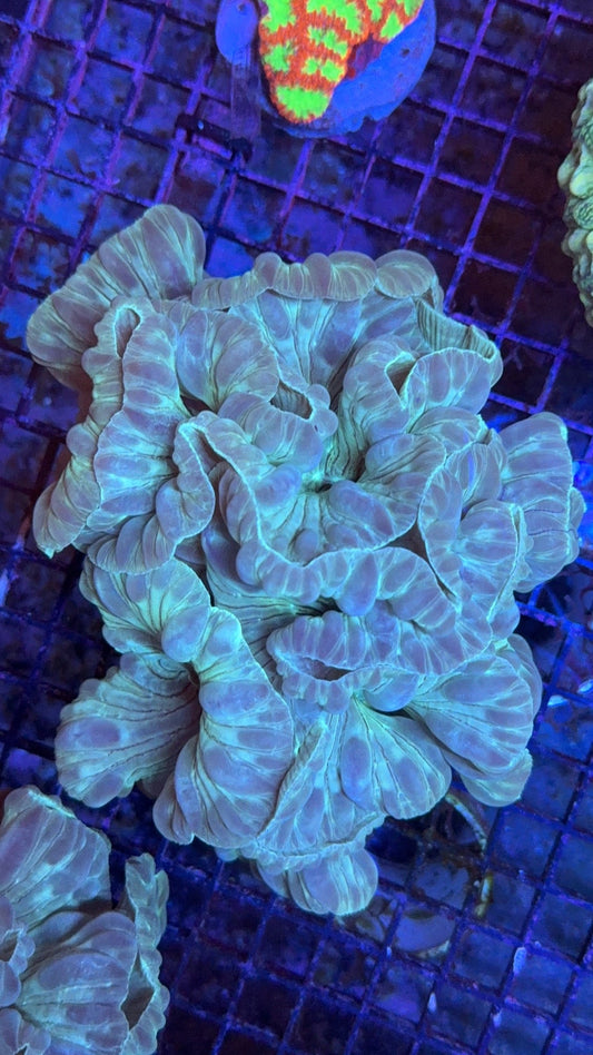 fox coral 2