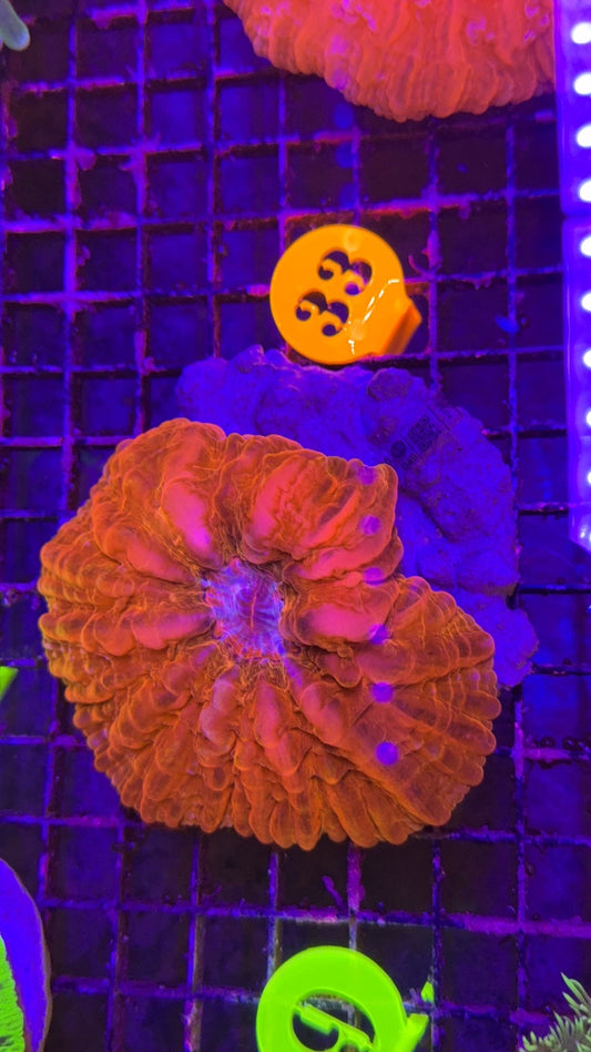 cynarina ultra red 3