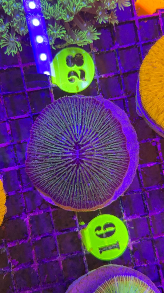 fungia green 5