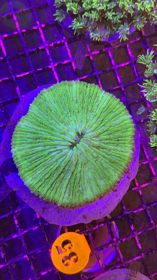 fungia green 6