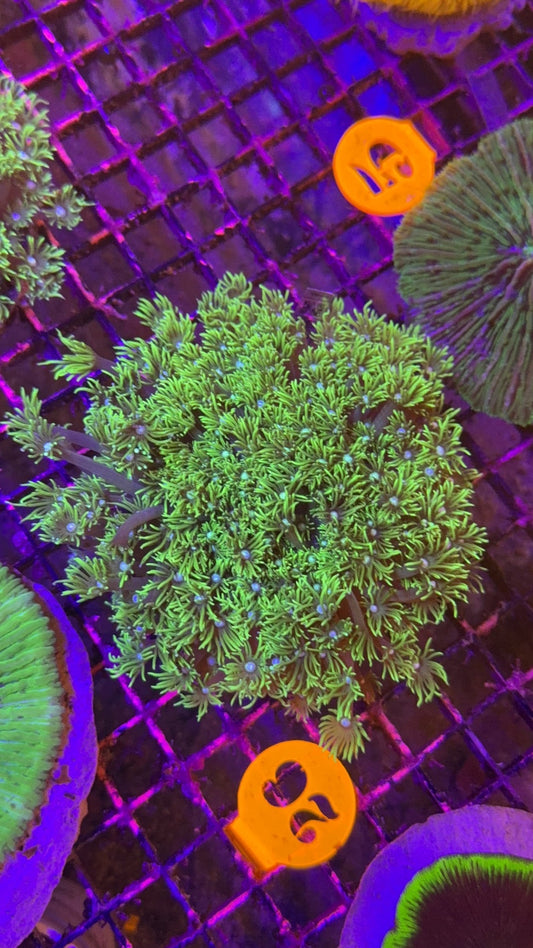 goniopora colonia 4