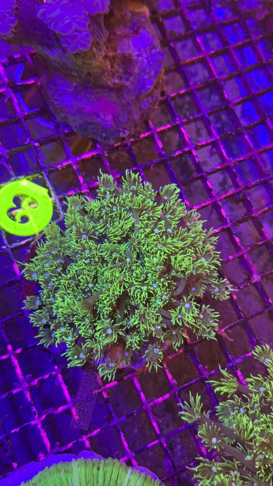 goniopora colonia 5