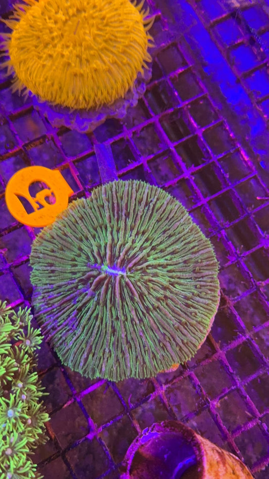 fungia green 7
