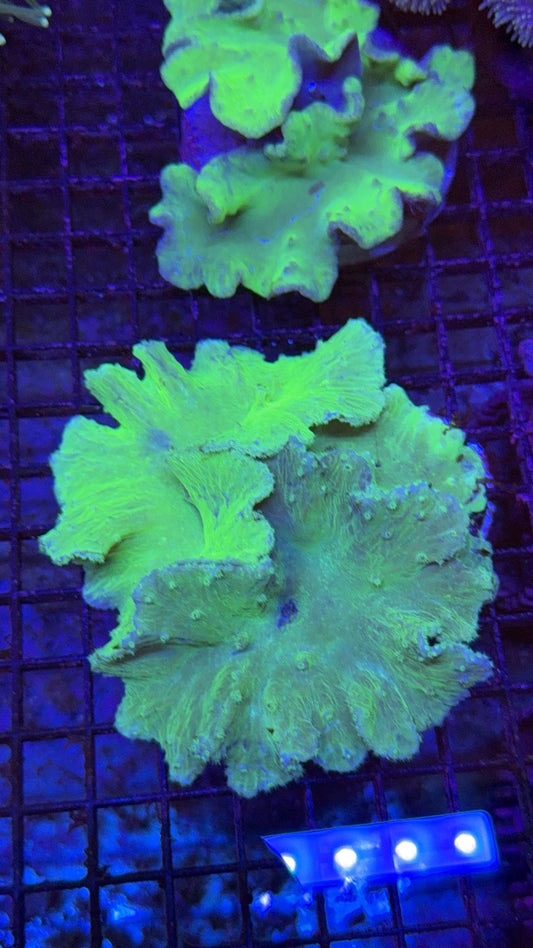 cabagge neon 1