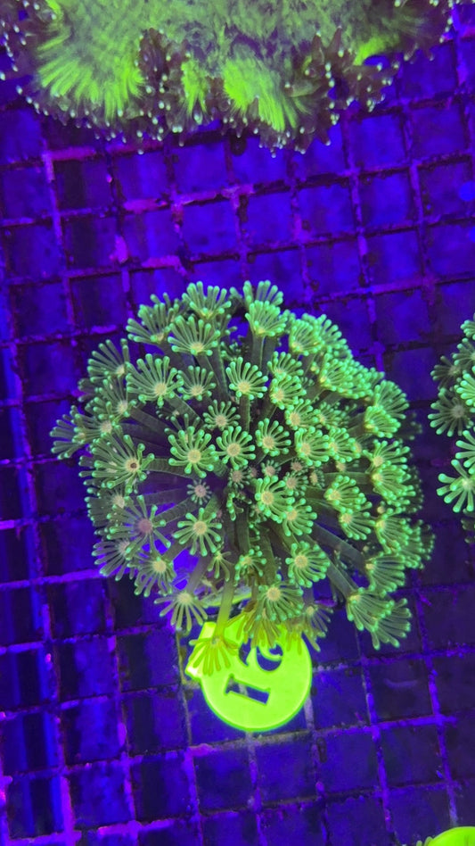 alveopora neon 1