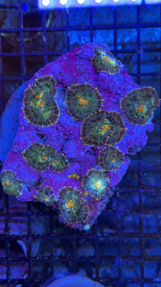 colonia rhodactis ultra 1