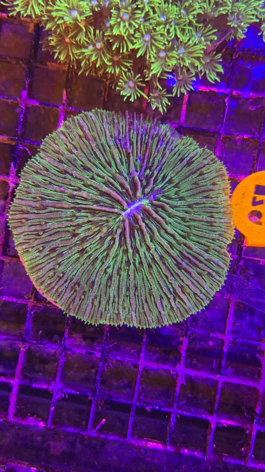 fungia green 8