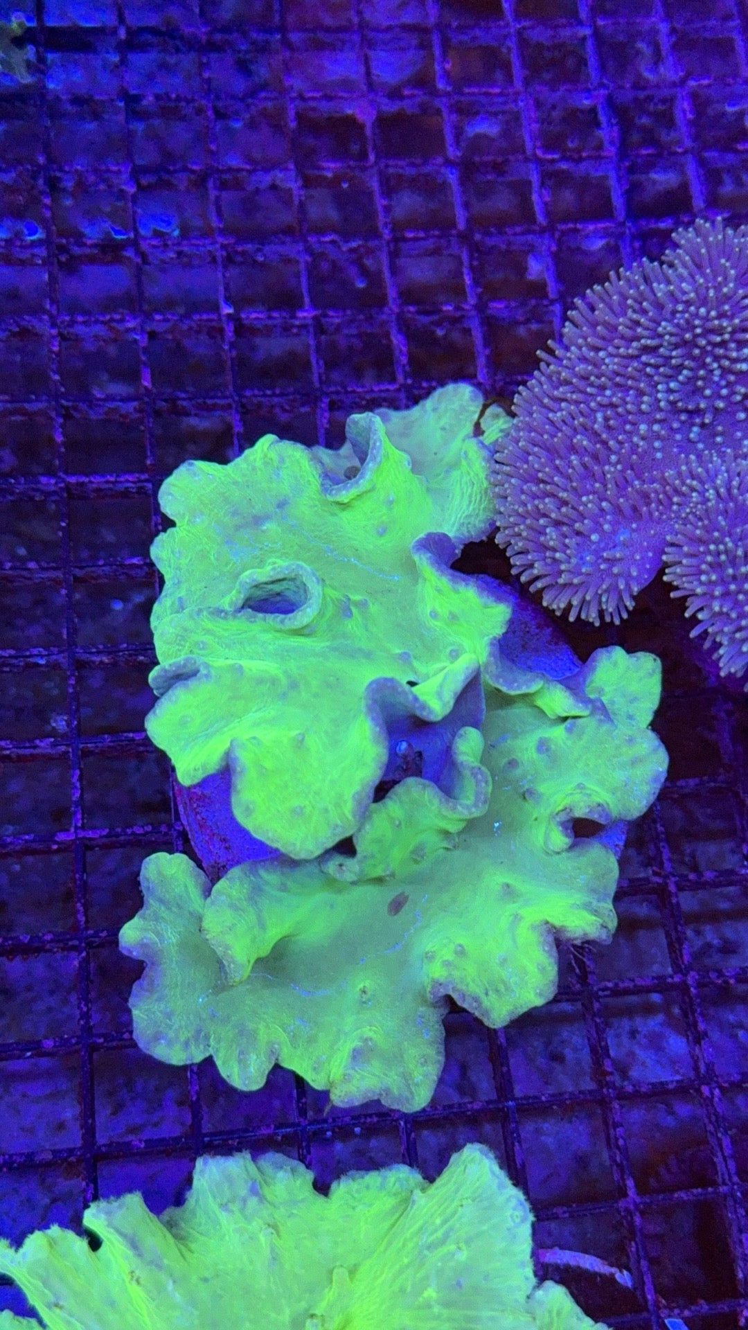 cabagge neon 2