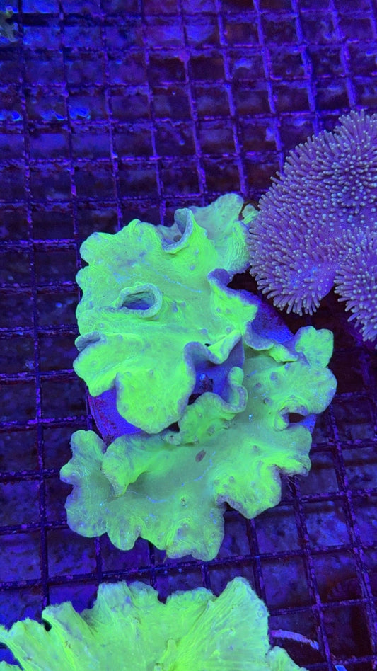 cabagge neon 2