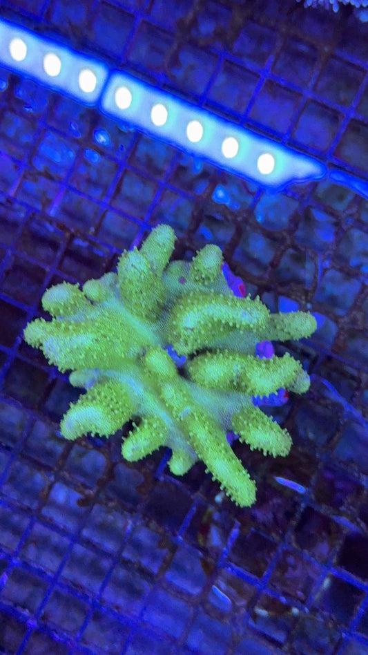 sarco devil finger 1