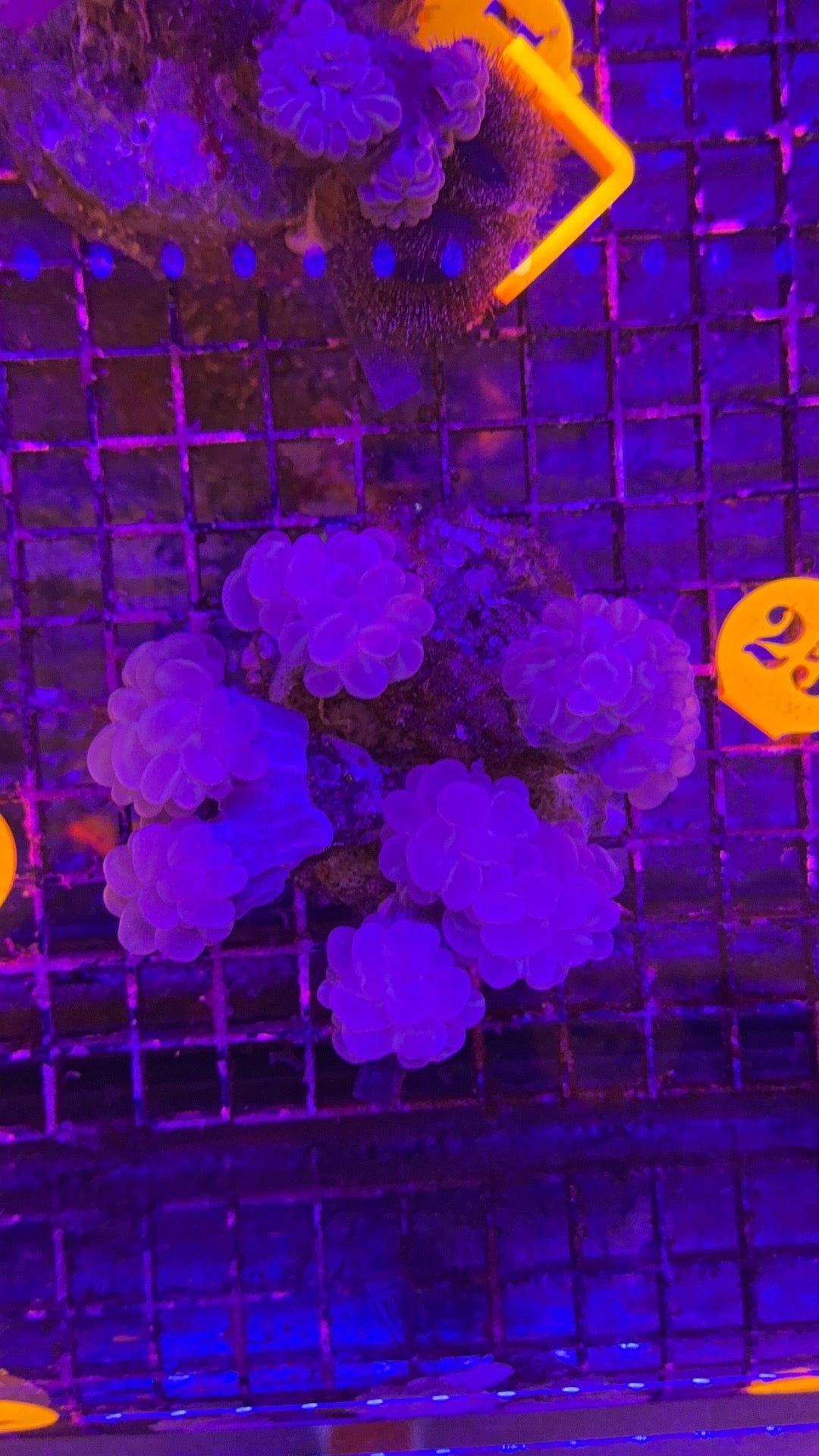 colonira burbujas purpura 2