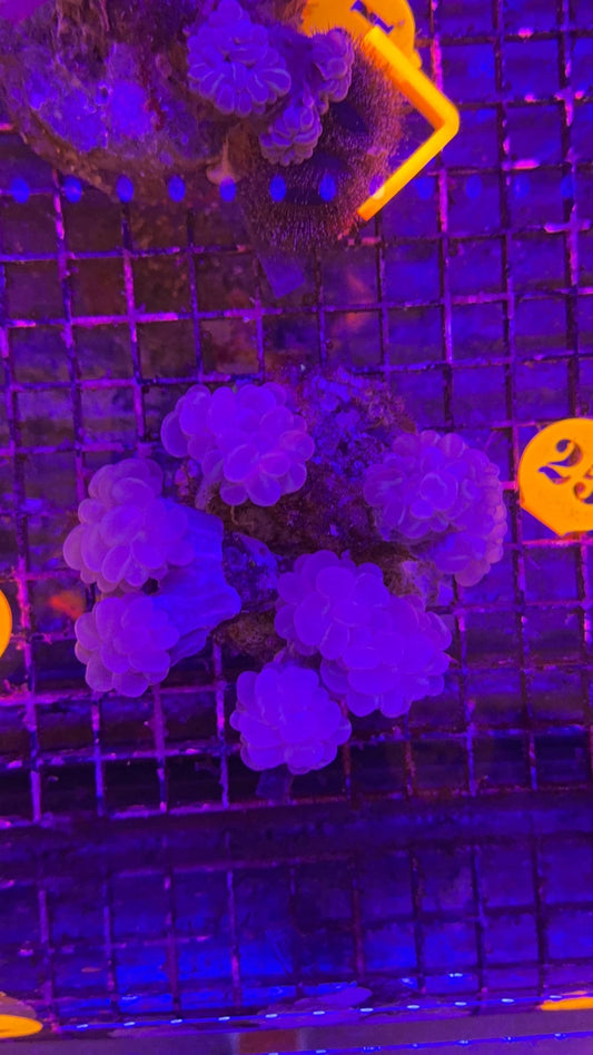 colonira burbujas purpura 2