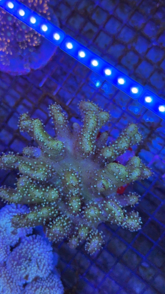 sarco devil finger 2