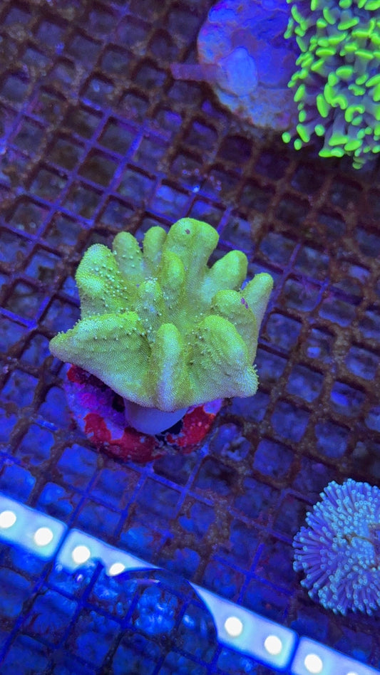 sarco devil finger 3