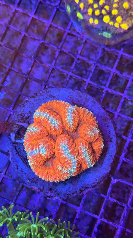 symphillia especial