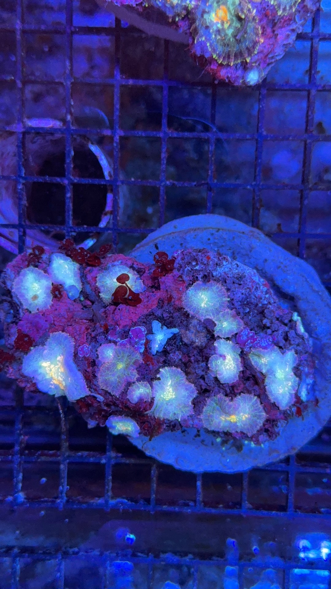 colonia rhodactis ultra 2